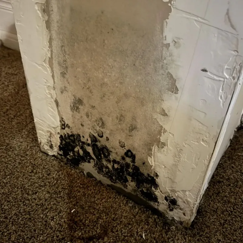 Professional Mold Removal in Crook County, OR